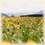 Fr&uuml;hling im Tal