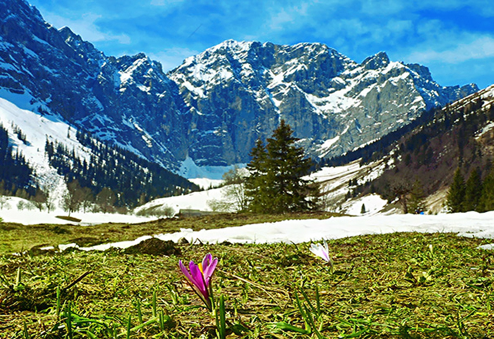 die ersten Frühlinsboten!