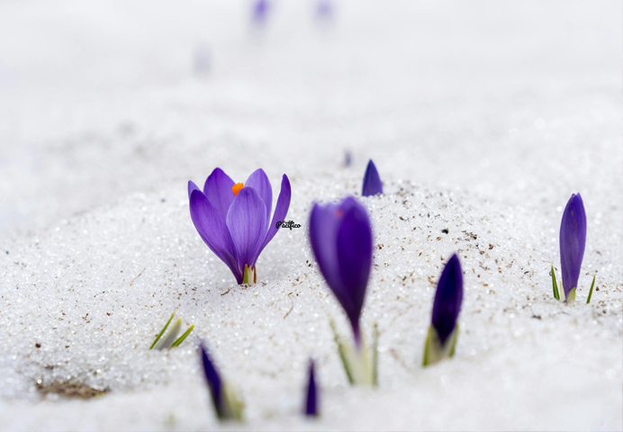 die ersten Frühlinsboten!